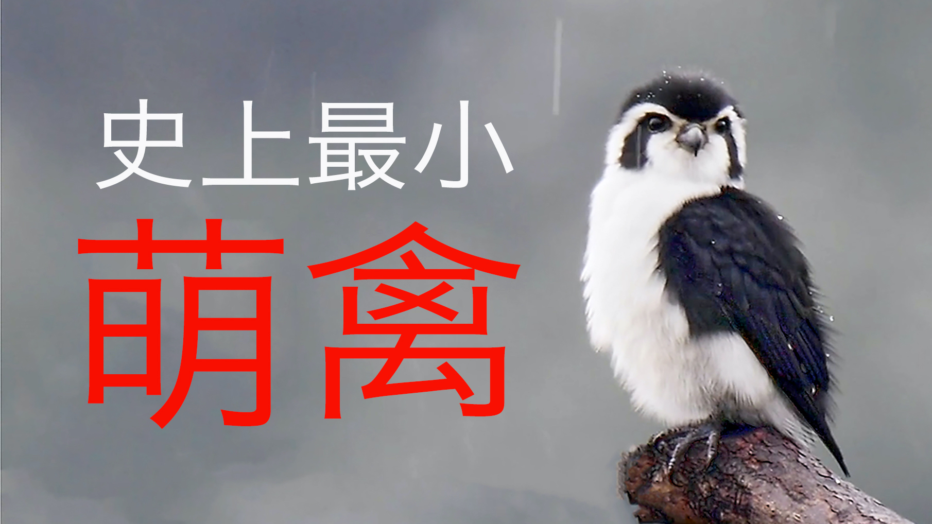 自古黑白出萌物,又出史上最萌鸟